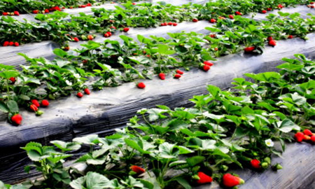 Projet d'isolation du sol des semis de fraises du jardin de fraises du Shandong Aqing